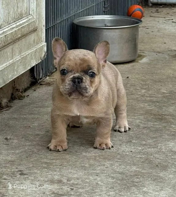 Stoney AKC – French Bulldog puppy for sale in Glencoe, MN