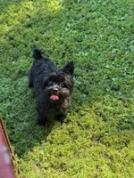 Black and Cream, a male Yorkipoo for sale in Glencoe, MN – 2 of 2