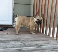 Carmel, a female French Bulldog for sale in Glencoe, MN – 4 of 6