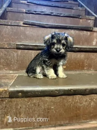 Black and Cream – Yorkipoo puppy for sale in Glencoe, MN