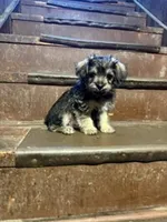Black and Cream, a male Yorkipoo for sale in Glencoe, MN – 1 of 2