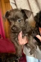 Elsa, a female Yorkipoo for sale in Glencoe, MN – 2 of 5