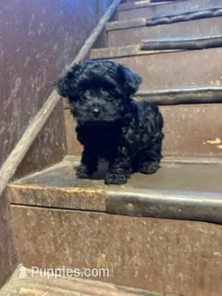 Boston – Yorkipoo puppy for sale in Glencoe, MN