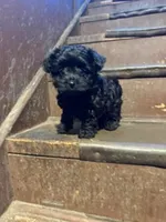 Boston, a male Yorkipoo for sale in Glencoe, MN – 1 of 2