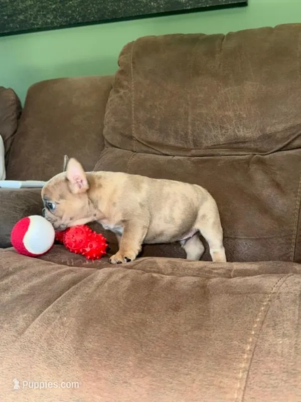 Stoney AKC – French Bulldog puppy for sale in Glencoe, MN