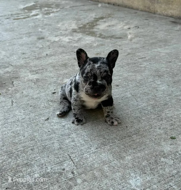 Flash – French Bulldog puppy for sale in Glencoe, MN