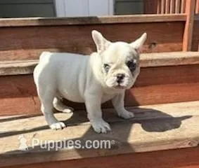 Stoney, a male French Bulldog for sale in Glencoe, MN – Photo 1 of 7