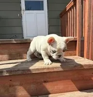 Stoney, a male French Bulldog for sale in Glencoe, MN – Photo 3 of 7