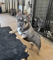 Stoney, a male French Bulldog for sale in Glencoe, MN – Photo 7 of 7