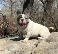 Stoney, a male French Bulldog for sale in Glencoe, MN – Photo 6 of 7