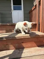 Stoney, a male French Bulldog for sale in Glencoe, MN – Photo 5 of 7