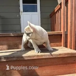 Stoney – French Bulldog puppy for sale in Glencoe, MN