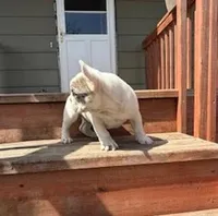 Stoney, a male French Bulldog for sale in Glencoe, MN – Photo 2 of 7