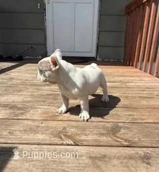 Stoney – French Bulldog puppy for sale in Glencoe, MN