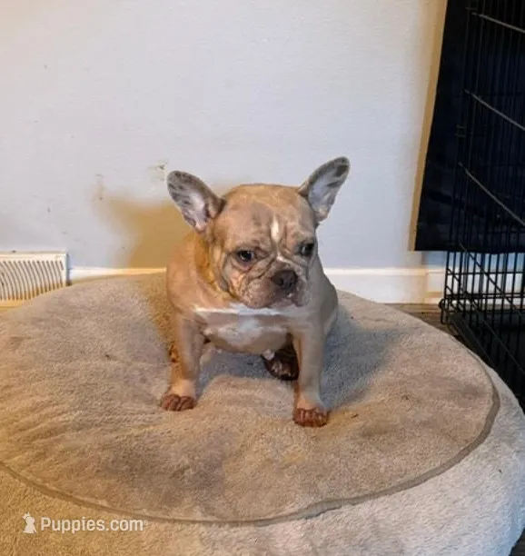 Channel – French Bulldog puppy for sale in Glencoe, MN