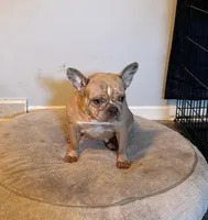 Channel, a female French Bulldog for sale in Glencoe, MN – 1 of 1