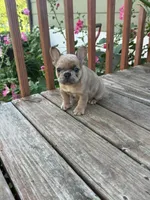 Blue Fawn Merle, a male French Bulldog for sale in Glencoe, MN – 5 of 8