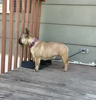 Carmel, a female French Bulldog for sale in Glencoe, MN – 3 of 6