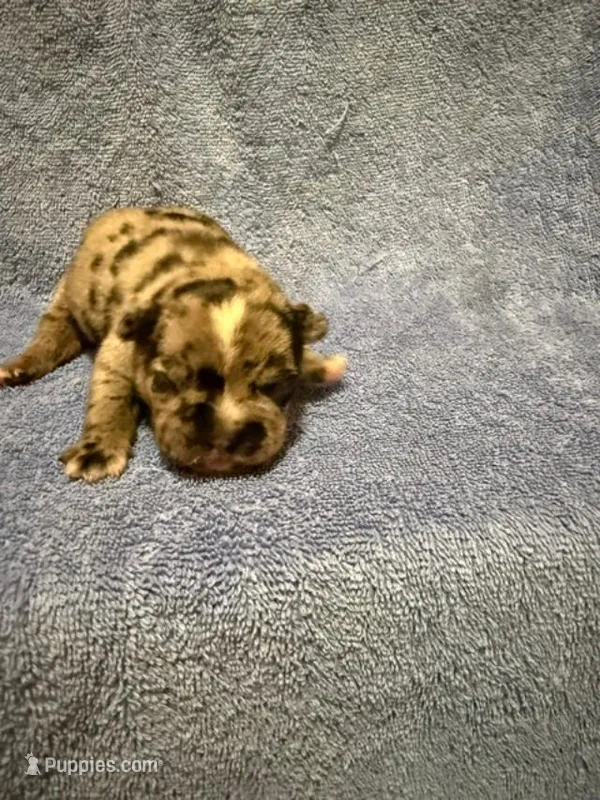 Flash – French Bulldog puppy for sale in Glencoe, MN