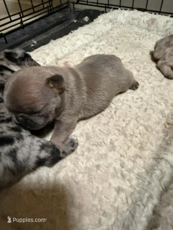 Blue Fawn – French Bulldog puppy for sale in Glencoe, MN