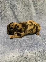 Flash, a male French Bulldog for sale in Glencoe, MN – 3 of 5