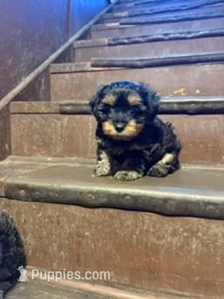 Black and Tan – Yorkipoo puppy for sale in Glencoe, MN