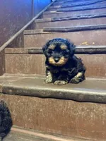 Black and Tan, a male Yorkipoo for sale in Glencoe, MN – 1 of 2