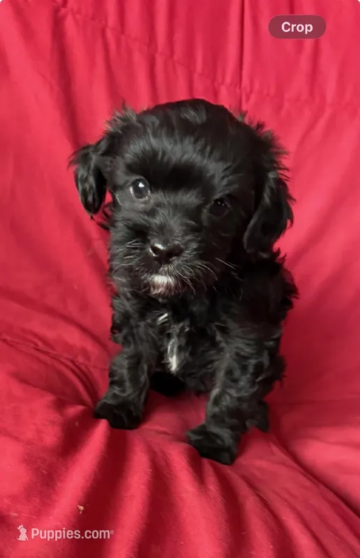 Flash – Yorkipoo puppy for sale in Glencoe, MN