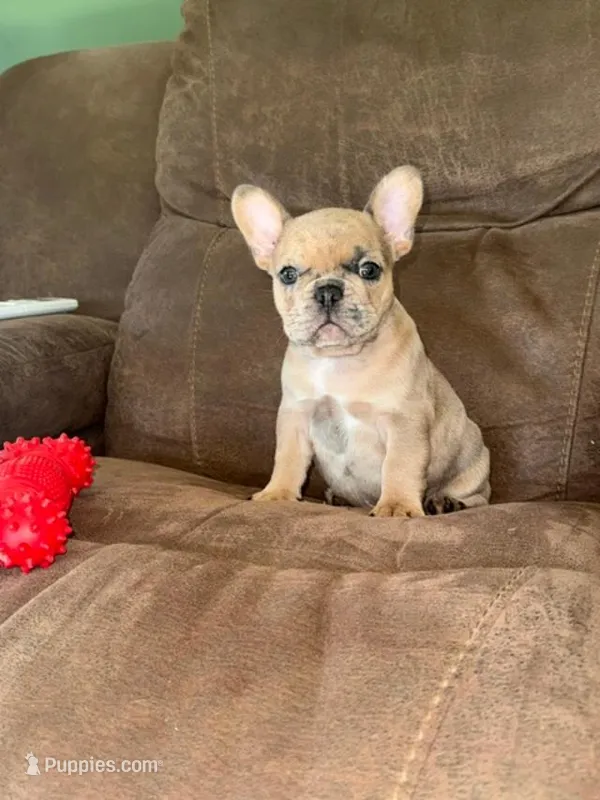 Stoney AKC – French Bulldog puppy for sale in Glencoe, MN