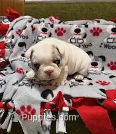Stoney – French Bulldog puppy for sale in Glencoe, MN