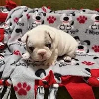 Stoney, a male French Bulldog for sale in Glencoe, MN – Photo 1 of 6