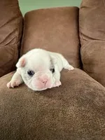 Rocky Two, a male French Bulldog for sale in Glencoe, MN – Photo 2 of 8