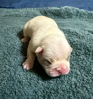 Rocky Two, a male French Bulldog for sale in Glencoe, MN – Photo 7 of 8