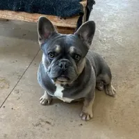 Stoney, a male French Bulldog for sale in Glencoe, MN – Photo 5 of 6