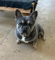 Rocky 2, a male French Bulldog for sale in Glencoe, MN – Photo 7 of 7