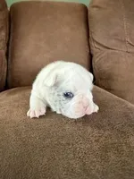 Rocky Two, a male French Bulldog for sale in Glencoe, MN – Photo 3 of 8