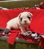 Rocky 2, a male French Bulldog for sale in Glencoe, MN – Photo 4 of 7