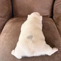 Stoney, a male French Bulldog for sale in Glencoe, MN – Photo 3 of 6