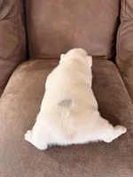 Rocky Two, a male French Bulldog for sale in Glencoe, MN – Photo 4 of 8