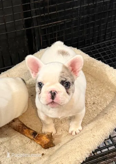 Stoney – French Bulldog puppy for sale in Glencoe, MN