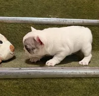 Stoney, a male French Bulldog for sale in Glencoe, MN – Photo 6 of 6