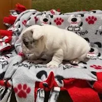 Stoney, a male French Bulldog for sale in Glencoe, MN – Photo 2 of 6