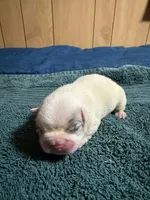 Rocky Two, a male French Bulldog for sale in Glencoe, MN – Photo 5 of 8