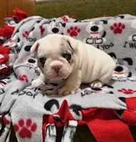 Rocky 2, a male French Bulldog for sale in Glencoe, MN – Photo 1 of 7