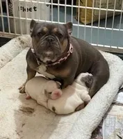 Rocky Two, a male French Bulldog for sale in Glencoe, MN – Photo 1 of 8