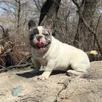 Stoney, a male French Bulldog for sale in Glencoe, MN – Photo 4 of 6