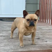 Stoney, a male French Bulldog for sale in Glencoe, MN – 3 of 4