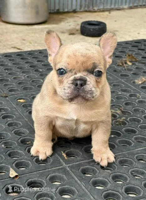 Stoney AKC – French Bulldog puppy for sale in Glencoe, MN