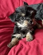 Sparkle – Yorkipoo puppy for sale in Glencoe, MN