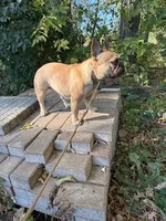 Carmel, a female French Bulldog for sale in Glencoe, MN – 2 of 6